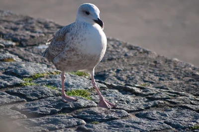 Eine Möwe - kein seltener Gast in Flensburg. | © AdobeStock | medwedja
