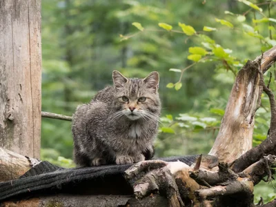 Wildkatze | © AdobeStock | klickit24