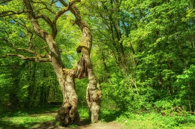 alte Betteleiche | © AdobeStock_326519158-ohenze.jpg