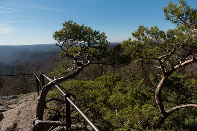 Alte Kiefern und Aussicht | © AdobeStock | bannkie